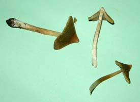 these show the very pointed caps, broad gills and slender stems. Inocybefastigiella.
